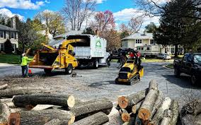 Island Park, NY Tree Services Company