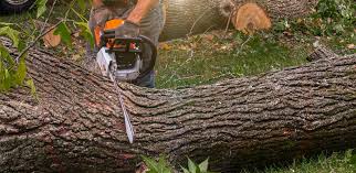 Island Park, NY Tree Services Company