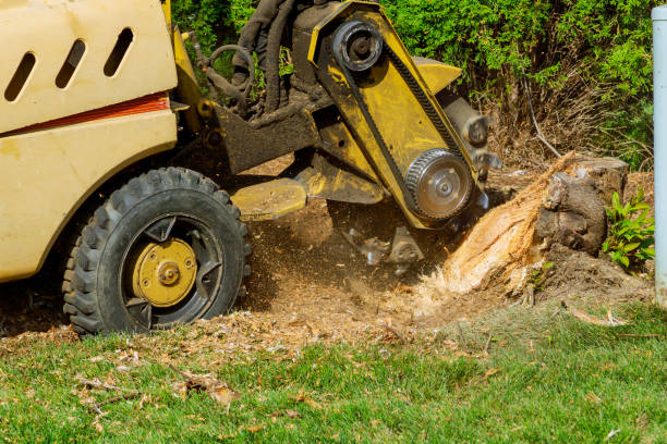How Our Tree Care Process Works  in  Island Park, NY